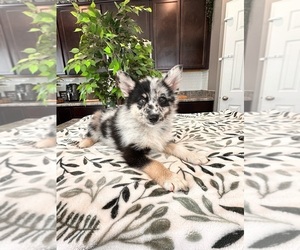 Pomsky Puppy for sale in INDIANAPOLIS, IN, USA