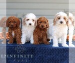 Small #1 Cavapoo