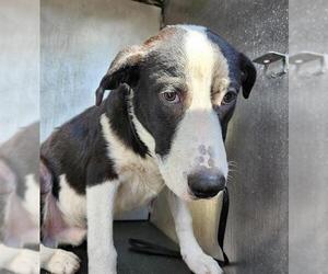 Labrador Retriever-Unknown Mix Dogs for adoption in San Antonio, TX, USA