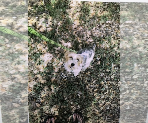 Medium Photo #1 Yorkshire Terrier Puppy For Sale in CYPRESS MILL, TX, USA