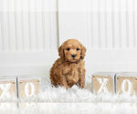 Small Photo #17 Poodle (Toy) Puppy For Sale in WARSAW, IN, USA