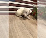 Small Photo #32 Jack Russell Terrier Puppy For Sale in MABLETON, GA, USA