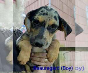 LLP Trixie : Beauregard - Male Catahoula Leopard Dog-Labrador Retriever Mix Dog for Adoption - Photo #2