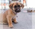 Small #2 Chihuahua Mix