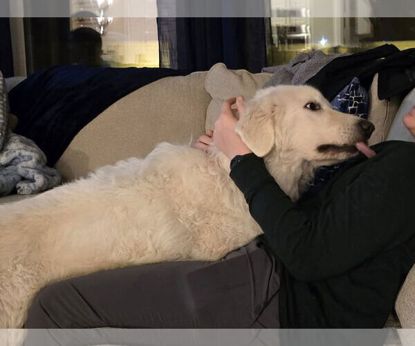 Medium Photo #9 Great Pyrenees-Maremma Sheepdog Mix Puppy For Sale in Dallas, TX, USA