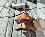 Small #5 Beagle-Chihuahua Mix
