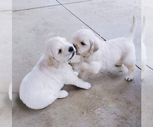 English Cream Golden Retriever Puppy for sale in DAWSONVILLE, GA, USA