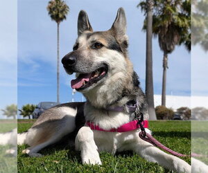 MAHEA - Female Gerberian Shepsky Dog for Adoption - Photo #3