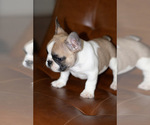Puppy Ham French Bulldog