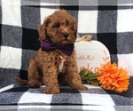 Small #2 Cavapoo-Poodle (Miniature) Mix