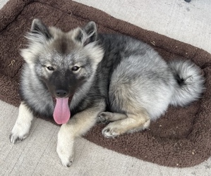 Keeshond Puppy for sale in SPRING, TX, USA