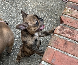 French Bulldog Puppy for sale in METAIRIE, LA, USA