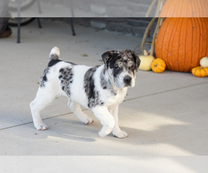 Cocker-Pei Puppy for sale in MILLERSBURG, IN, USA