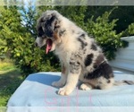 Litter of 7 - Male(s) and Female(s) Australian ShepherdLitter of Puppies for Sale - Photo #17