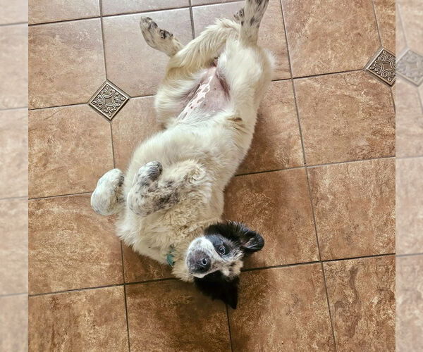 Medium Photo #2 Border Collie-Great Pyrenees Mix Puppy For Sale in Brewster, NY, USA