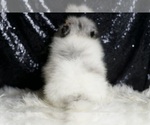 Small #6 Pomeranian