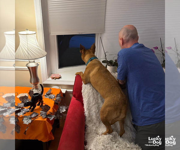 Medium Photo #10 Retriever -Unknown Mix Puppy For Sale in Washington, DC, USA