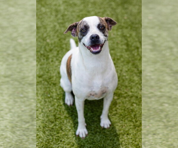 Medium Photo #1 Boxador Puppy For Sale in Canton, CT, USA
