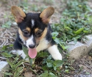 Pembroke Welsh Corgi Puppy for sale in SARASOTA, FL, USA