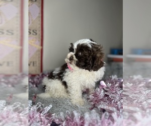 Shih-Poo Puppy for sale in INDIANAPOLIS, IN, USA