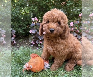 Goldendoodle (Miniature) Puppy for sale in MIDDLEBURY, IN, USA