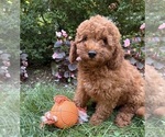 Small Goldendoodle (Miniature)