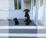 Small Photo #3 Great Dane-Unknown Mix Puppy For Sale in New York, NY, USA