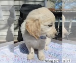 Small Photo #4 English Cream Golden Retriever Puppy For Sale in BROOKS, KY, USA