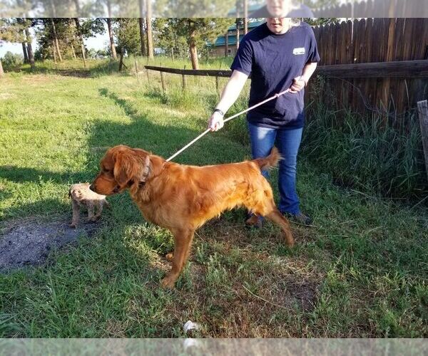 Medium Photo #1 Golden Retriever Puppy For Sale in BLACK FOREST, CO, USA