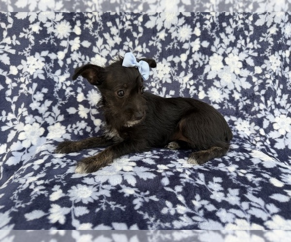 Medium Photo #2 Schnauzer (Miniature) Puppy For Sale in LAKELAND, FL, USA