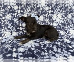 Small #1 Schnauzer (Miniature)