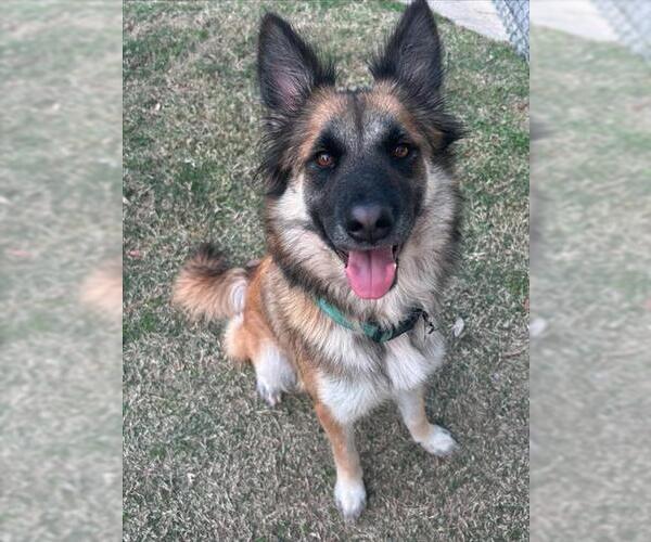 Medium Photo #2 Shollie Puppy For Sale in Texas City, TX, USA