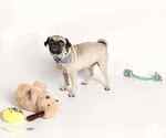 Small #1 Pug