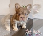 Small #9 French Bulldog