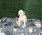 Puppy Kingston Dalmatian