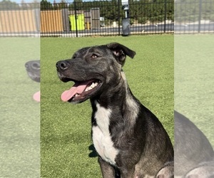 Mother of the Alaskan Husky-American Staffordshire Terrier Mix puppies born on 09/13/2025