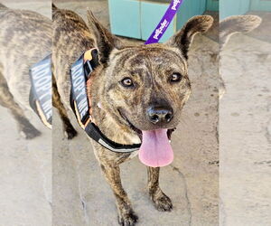 Mutt Dogs for adoption in San Diego, CA, USA