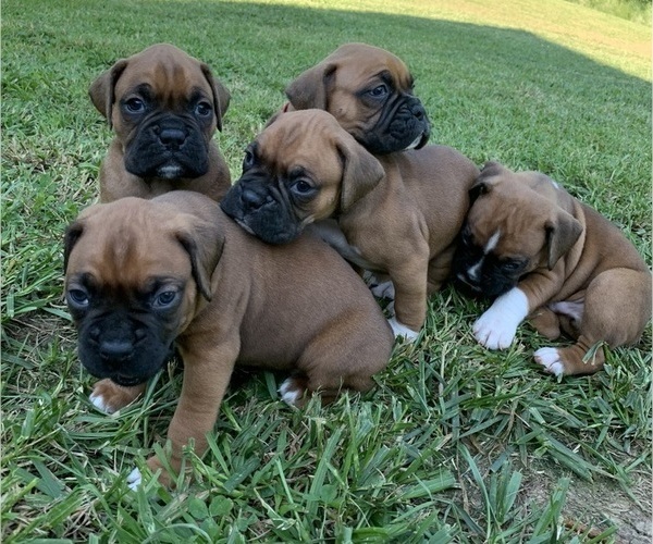 Medium Photo #1 Boxer Puppy For Sale in LUMBERPORT, WV, USA