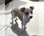 Small Photo #16 Italian Greyhound Puppy For Sale in BROOKLYN, NY, USA