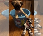 Small #3 Pug