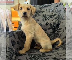 Labrador Retriever-Unknown Mix Dogs for adoption in Anchorage, AK, USA