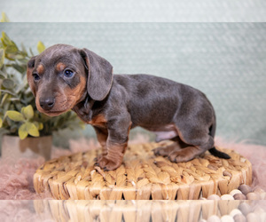 Dachshund Litter for sale in ROME CITY, IN, USA