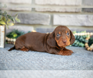 Medium Dachshund