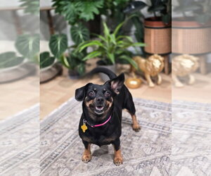 Quesito - Female Chihuahua-Unknown Mix Dog for Adoption - Photo #2