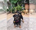 Small Photo #2 Chihuahua-Unknown Mix Puppy For Sale in Sandy, UT, USA
