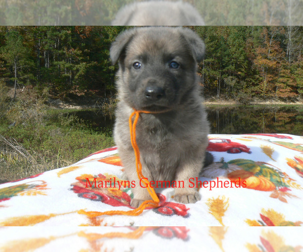 Medium Photo #1 German Shepherd Dog Puppy For Sale in PIEDMONT, MO, USA