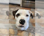 Small #4 Saint Bernard-Staffordshire Bull Terrier Mix