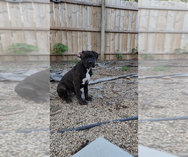 Medium Photo #24 America Bandogge Mastiff Puppy For Sale in JOLIET, IL, USA