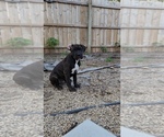 Small Photo #24 America Bandogge Mastiff Puppy For Sale in JOLIET, IL, USA