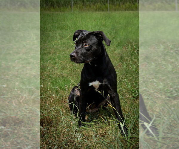 Medium Photo #2 Mutt Puppy For Sale in Abbeville, LA, USA